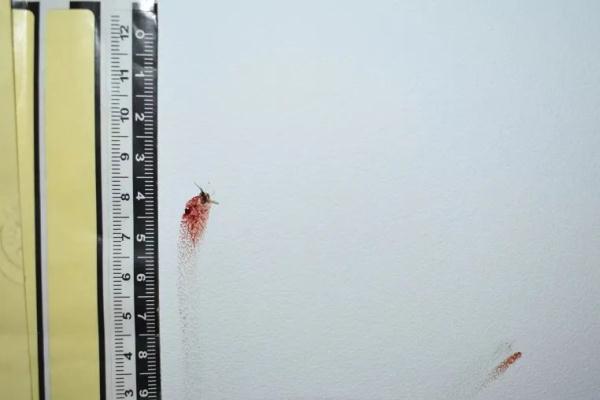 震惊!被拍扁在墙上的蚊子,竟成了犯罪现场的“目击证人” 震惊!被拍扁在墙上的蚊子,竟成了犯罪现场的“目击证人”