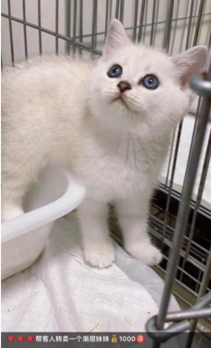 作绝育手术时得知,养了8个月的银渐层弟弟其实是妹妹?铲屎官怒了!法院这样判 作绝育手术时得知,养了8个月的银渐层弟弟其实是妹妹?铲屎官怒了!法院这样判